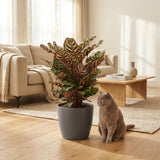 Green boutiQ - Kamerplant - Pauwenplant - Calathea Makoyana - Groen - Weinig onderhoud - 1 Plant - met Potter Grijs - Pot 19cm - Hoogte 70cm