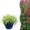 Green boutiQ - Vasteplant - Thymus praecox Red Carpet - KruipTijm - Geurend - Rood-Roze - 24 Planten - Pot 11cm - Hoogte 15-25cm