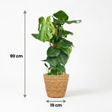 Green boutiQ - Kamerplant - Gatenplant - Monstera Deliciosa mosstok - Groen - Weinig onderhoud - 1 Plant - met Mand - Pot 19cm - Hoogte 90cm