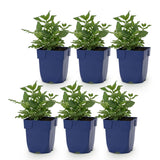 Green boutiQ - Vasteplant - Salvia nem. Sense Deepl Pink - Salie - Bijen en Vlinderlokkers - Roze - 6 Planten - Pot 11cm - Hoogte 15-25cm