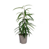 Ficus Binnendijkii Alii Ø17cm - ↕60 - 80cm