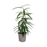 Ficus Binnendijkii Alii Ø17cm - ↕60 - 80cm