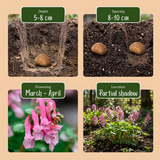 Helmbloemknollen Beth Evans — zachtroze corydalis, 160 stuks (maat 6/+)