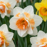 40x Narcissus Replete - Dubbele narcis Replete - Wit en Oranje - Voorjaarsbloeier - Bolmaat 10/12