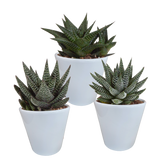 Gasteria/Haworthia mix 8,5cm - 3x - in witte pot