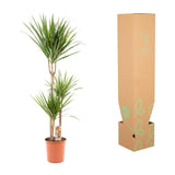 Dracaena Marginata - Ø21cm - ↕110cm