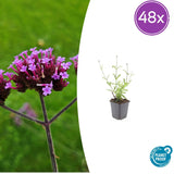 48x Verbena bon. 'Lollipop' - ↕10-25cm - Ø9cm