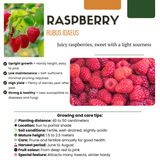 Biologische fruitplantenmix "Zomervruchten" — 4 planten