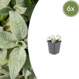 6x Stachys byzantina 'Silver Carpet' - ↕10-25cm - Ø9cm