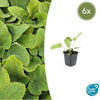 6x Phlomis russeliana - ↕10-25cm - Ø9cm