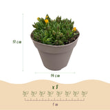 Green boutiQ - Bodembekker - Winterhard - Delosperma - 8 Planten - Kleuren Rood - Geel - Paars - Roze - Weinig Onderhoud - Pot 14 Hoogte 17