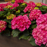 Green boutiQ - Tuinplant - Hydrangea macrophylla Rood - Hortensia - Winterhard - Rood - 1 Plant - Pot 12cm - Hoogte Hoogte 20-30cm