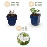 Green boutiQ - Vasteplant - Geranium sang. Album - Ooievaarsbek - Bodembedekkend - Wit - 6 Planten - Pot 11cm - Hoogte 15-25cm