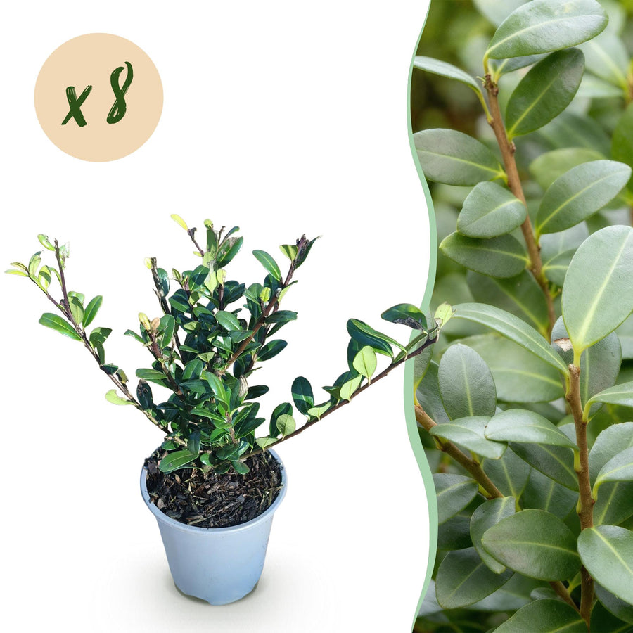 Ilex crenata Caroline Upright — Hulsthaag, 8 planten (1 strekkende meter), 25-30 cm