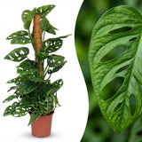 Green boutiQ - Kamerplant - Monkey Mask - Monstera Andansonii Mosstok - Groen - Weinig onderhoud - 1 Plant - Pot 19cm - Hoogte 90cm