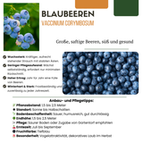 "Vruchten oase" BIO Fruitplanten mix set van 5 verschillende soorten