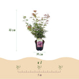 Green boutiQ - Terrasplant - Japanse Esdoorn - Acer palmatum Jerre Swarts - Donker Rood - 1 Plant - Bladverliezend -Pot 19cm Hoogte 70cm