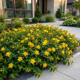 Green boutiQ - Vasteplant - Hypericum calycinum - Sint-Janskruid - Bijen- en vlinderlokkers - Geel - 6 Planten - Pot 11cm - Hoogte 15-25cm