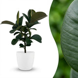 Green boutiQ - Kamerplant - Rubberplant - Ficus Elastica Cloe - Groen - Weinig onderhoud - 1 Plant - met Potter Wit - Pot 19cm - Hoogte 65cm