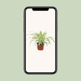 Chlorophytum - Ø12cm - ↕25cm