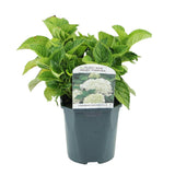 Green boutiQ - Hortensia - Hydrangea macrophylla Blue - Bloem Wit - 1 Plant - Bladverliezend - Weinig Onderhoud - Pot 17cm Hoogte 30cm