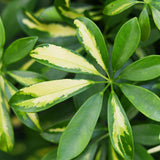 Green boutiQ - Kamerplanten - Schefflera Gold Capelle - Vingerboom - Weinig onderhoud - Groen - goud - 1 Plant - met Potter Wit - Pot 21cm - Hoogte 70-80cm