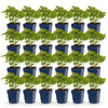 Green boutiQ - Vasteplant - Astilbe chin. Pumila - Pluimspirea - Schaduw - Paars - 24 Planten - Pot 11cm - Hoogte 15-25cm