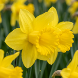 60x Narcissus Carlton - Gele narcis - Geel - Voorjaarsbloeier - Bolmaat 12/14