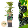 Green boutiQ - Fruitplant - Rubus occ. Black Jewel - Bramenplant - Winterhard - Zwarte Braam - 2 Planten - Pot 15cm - Hoogte 50cm