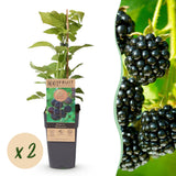 Green boutiQ - Fruitplant - Rubus occ. Black Jewel - Bramenplant - Winterhard - Zwarte Braam - 2 Planten - Pot 15cm - Hoogte 50cm