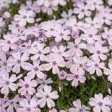 Green boutiQ - Vasteplant - Phlox Benita - Vlambloem - Bodembedekkend - Blauw - 24 Planten - Pot 11cm - Hoogte 15-25cm
