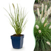 Green boutiQ - Grassen - Pennisetum alop. Little Bunny - Lampenpoetsergras - Met Pluim - Groen - 1 Plant - Pot 11cm - Hoogte 15-25cm