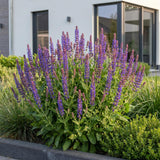 Green boutiQ - Vasteplant - Salvia nem. Sense Deepl Blue - Salie - Bijen en Vlinderlokkers - Paars - 1 Plant - Pot 11cm - Hoogte 15-25cm