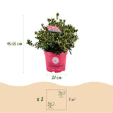 Green boutiQ - Dwerg Rhododendron - Rhododendron Bloombux Magenta - Bloeiende Buxus - Weinig Onderhoud - Roze Bloem - 2 Planten - Pot 23cm - Hoogte 45-55cm