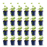 Green boutiQ - Vasteplant - Astrantia major - Sterrenkruid - Schaduw - Wit-Roze - 24 Planten - Pot 11cm - Hoogte 15-25cm