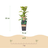 Green boutiQ - Fruitplant - Rubus occ. Black Jewel - Bramenplant - Winterhard - Zwarte Braam - 2 Planten - Pot 15cm - Hoogte 50cm