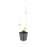 6x Persicaria bistorta 'Superba' - ↕10-25cm - Ø9cm