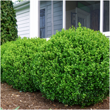 8 x 6-Pack Buxus NewGen Freedom – Winterharde Groenblijvende Struiken 48 x Ø7 cm - ↕15 cm | Compacte Buxus
