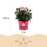 Green boutiQ - Dwerg Rhododendron - Rhododendron Bloombux Magenta - Bloeiende Buxus - Weinig Onderhoud - Roze Bloem - 2 Planten - Pot 17cm - Hoogte 30-40cm