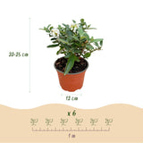 Green boutiQ - Tuinplant - Buddleja davidii Butterfly Candy Little White - Vlinderstruik - Compact - Wit - 3 Planten - Pot 12cm - Hoogte 20-25cm