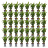 Green boutiQ - 40x Buxus sempervirens - Palmboompje - Haagplanten - Groenblijvend - Groen - Pot 9cm - Hoogte 20-25cm