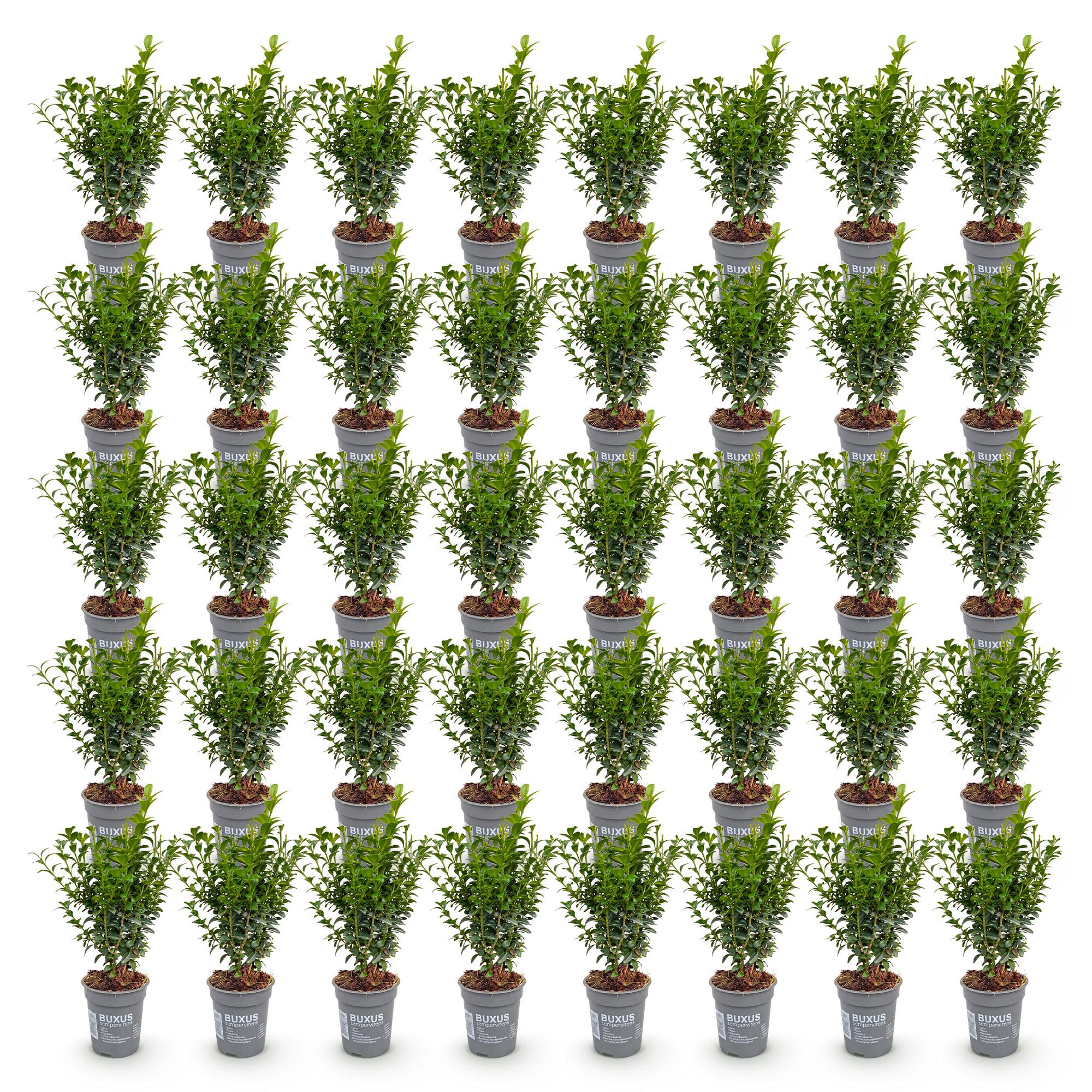 Green boutiQ - 40x Buxus sempervirens - Palmboompje - Haagplanten - Groenblijvend - Groen - Pot 9cm - Hoogte 20-25cm