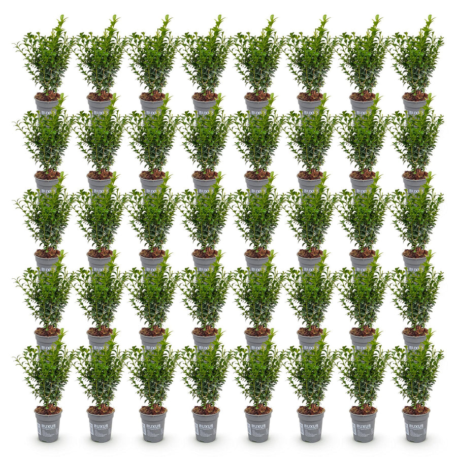 Buxus sempervirens — Palmboompjehaag, 40 stuks, 20-25 cm