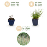 Green boutiQ - Grassen - Panicum virg. Northwind - Prairiegraan - Met Pluim - Groen - 6 Planten - Pot 11cm - Hoogte 15-25cm