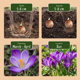 200x Crocus Ruby Giant - Krokus - Paars - Verwilderingsbol - Bolmaat 5/+