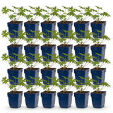 Green boutiQ - Vasteplant - Geranium Johnson's Blue - Ooievaarsbek - Bodembedekkend - Blauw - 24 Planten - Pot 11cm - Hoogte 15-25cm
