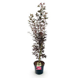 Green boutiQ - Tuinplant - Acer palmatum Skeeters Broom - Japanse Esdoorn - Bladverliezend - Rood - 1 - Pot 26cm - Hoogte 90cm