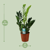 Zamioculcas Zamiifolia - Ø17cm - ↕65cm