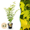 Green boutiQ - Terrasplant - Japanse Esdoorn - Acer palmatum Jordan - Geel - 2 Planten - Bladverliezend - Pot 19cm Hoogte 70cm