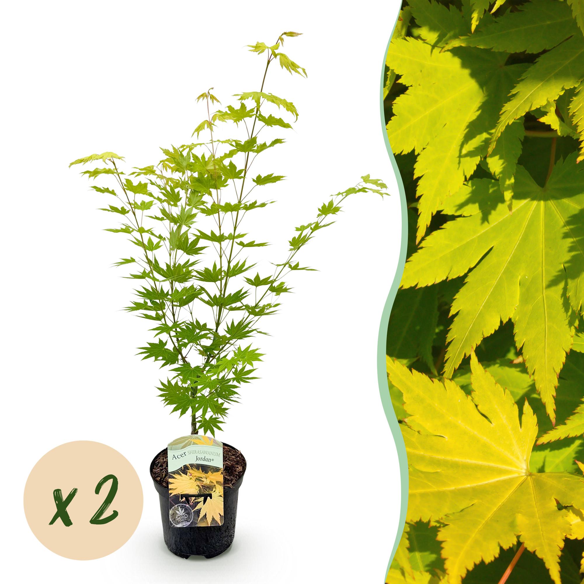 Green boutiQ - Terrasplant - Japanse Esdoorn - Acer palmatum Jordan - Geel - 2 Planten - Bladverliezend - Pot 19cm Hoogte 70cm